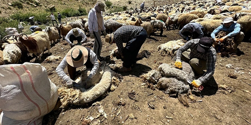 Yüksekova'da koyun kırkma mesaisi başladı