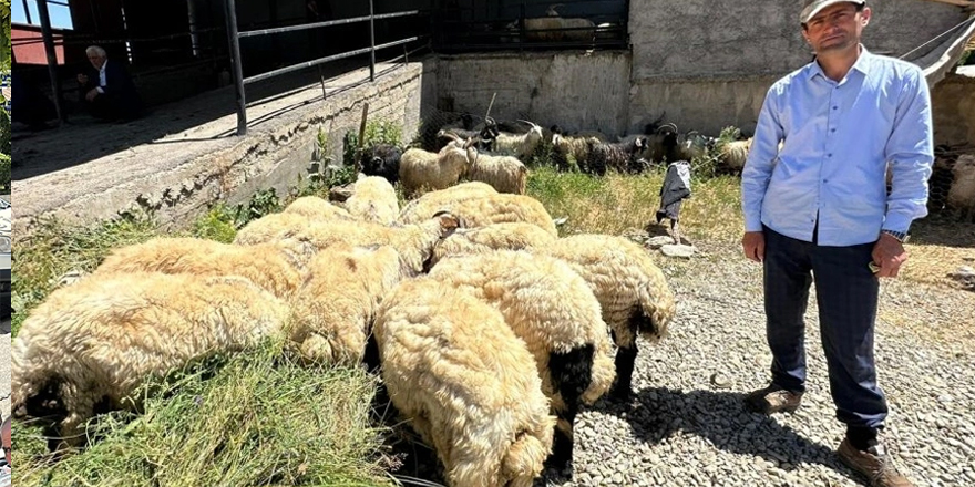 Yüksekova'da kurbanlık satışları sürüyor