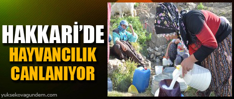 Hakkari'de hayvancılık canlanıyor