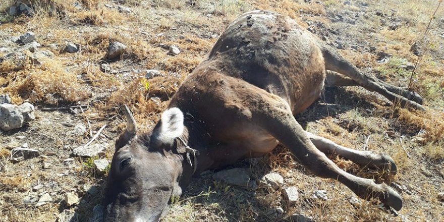 Yüksekova’da tek geçim kaynakları olan İneklerini kaybettiler