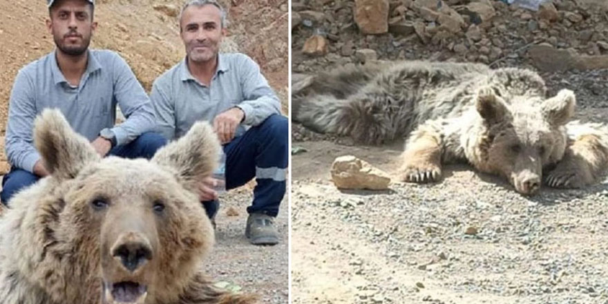 Hakkari'de yaralı bulunan ayı ömür boyu felç kalacak