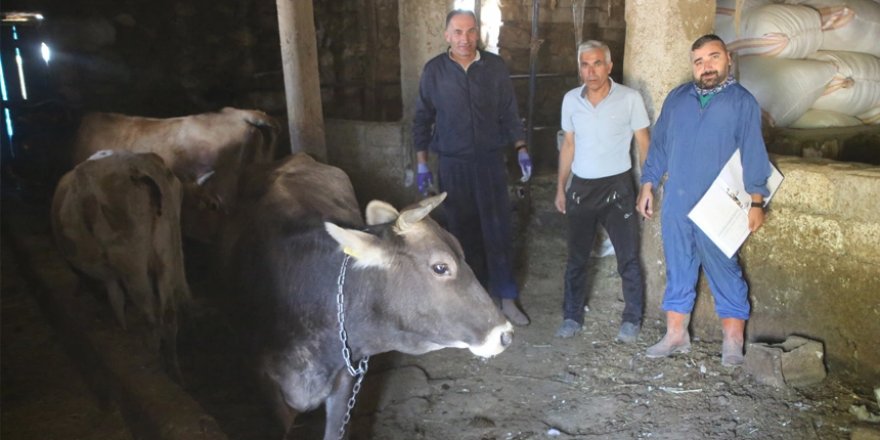 22 bin büyükbaş hayvana Yüksekova'da şap aşısı yapılacak