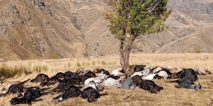 Derecik'te Yıldırım düşmesi sonucu, 62 hayvan telef oldu