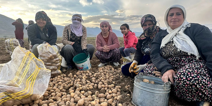 Yüksekova'da patatesin hasadını kadınlar gerçekleştirdi