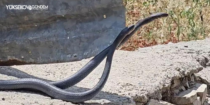 Çukurca’da yılanların dansı fotoğraf karesine yansıdı