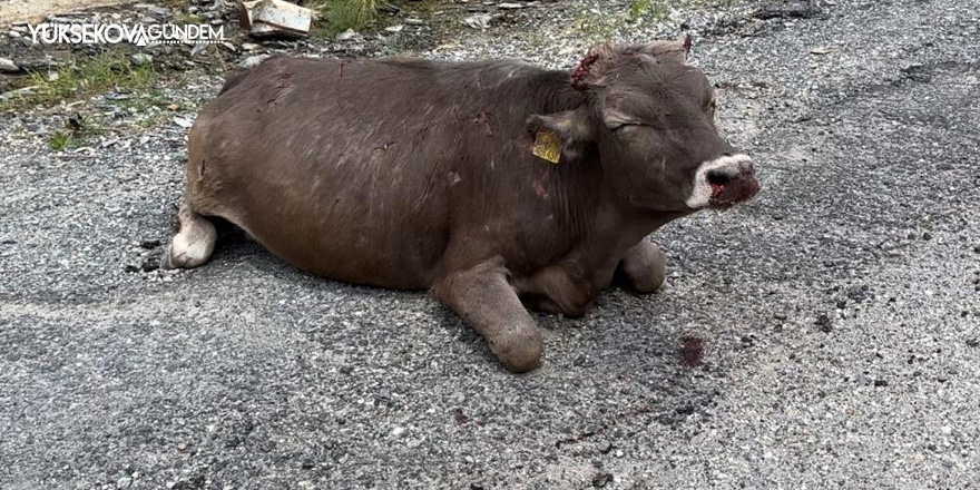 500 metrelik kayalıktan düşen inek ağır yaralandı