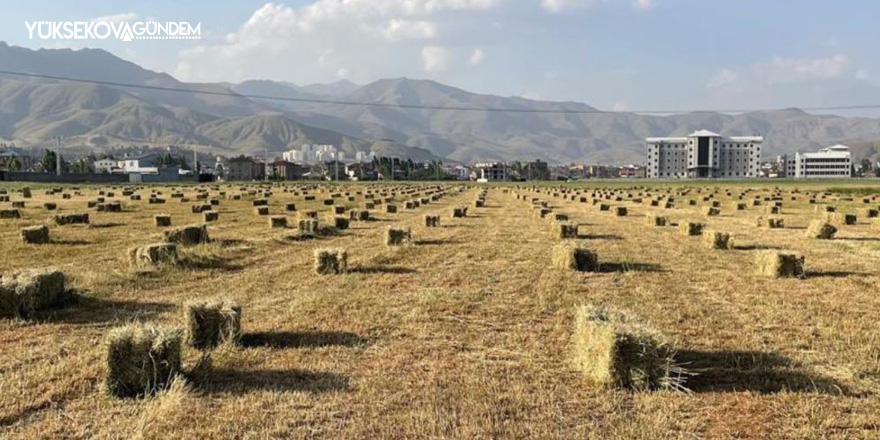 Yüksekova’da yağışlar tarımda verimliliği artırdı