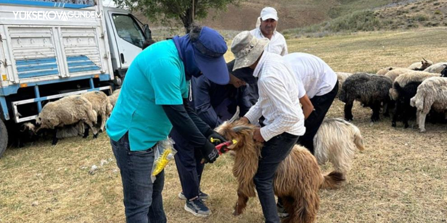 Yüksekova’da küpeleme ve aşılama çalışması sürüyor