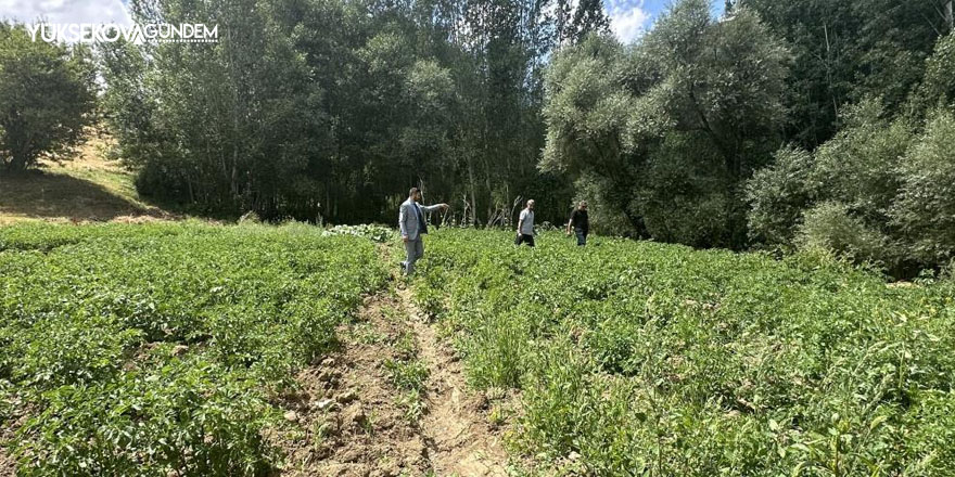 Yüksekova’da patateste iyi verim bekleniyor