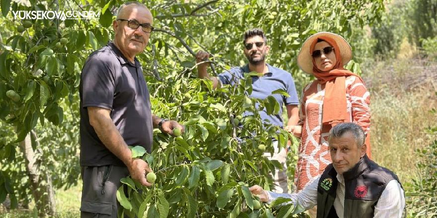 Yüksekovalı Yılmaz, Kuru dağı 20 yıl içinde cevizli vadiye dönüştürdü