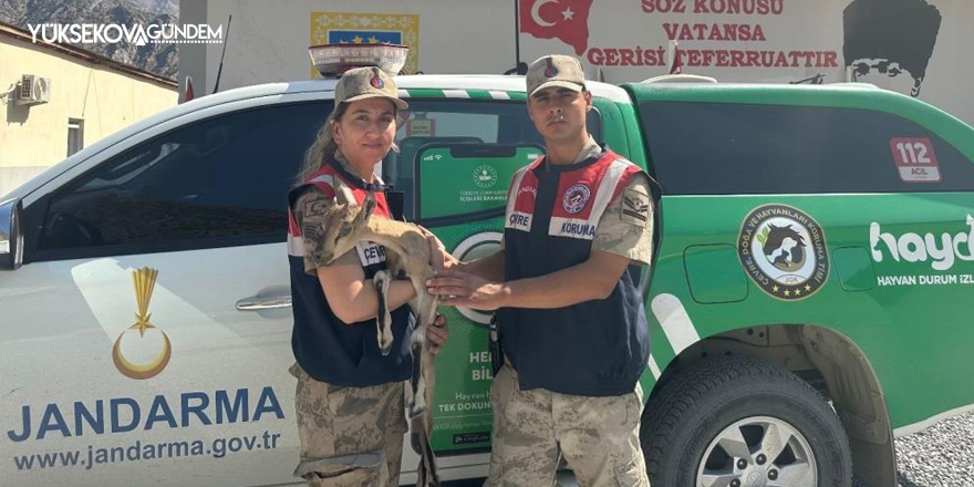 Hakkari'de Jandarma tarafından bulunan dağ keçisi tedavi altına alındı