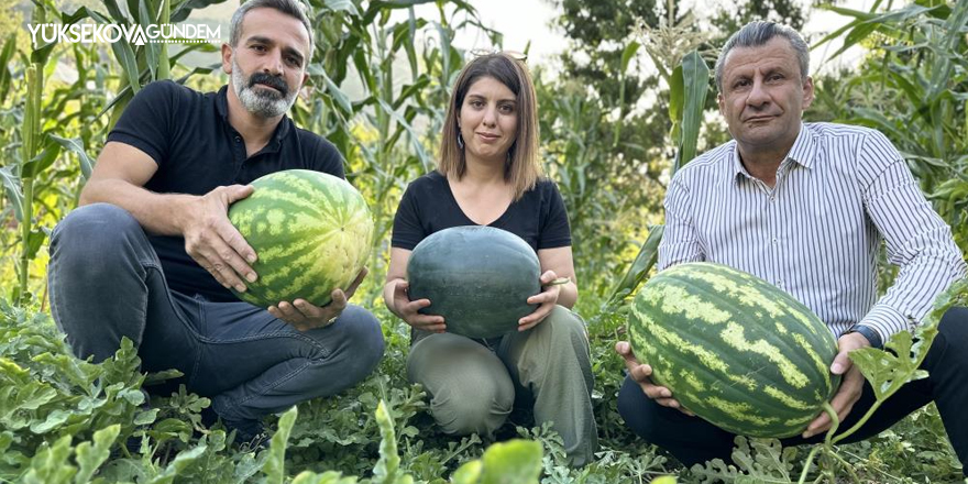 Yüksekovalı Öğretmenin yetiştirdiği karpuzlar 20 kiloya ulaştı