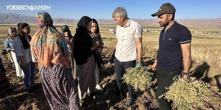 Yüksekova’da kadınlar elleriyle nohut hasadı yaptı