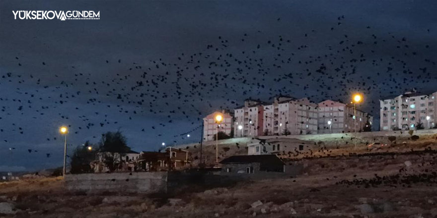 Van'da binlerce karga gökyüzünü kapladı