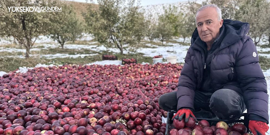 Yüksekova'da Karlı dağlarda zorlu elma hasadı