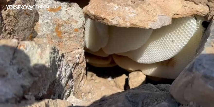 Hakkari'de Eşek sırtında dağ bayır dolaşarak kaya balı arıyor