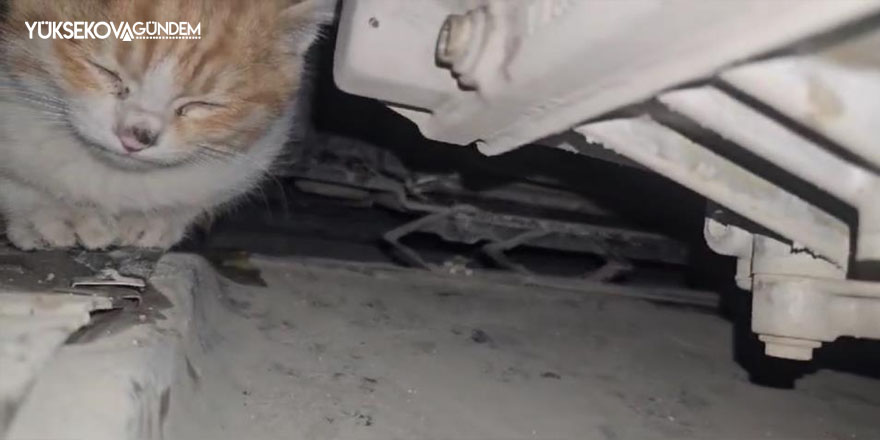 Yüksekova'da Aracın motor bölmesine giren kedi kurtarıldı