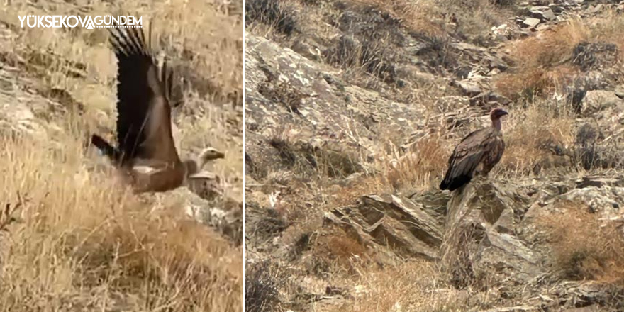 Yüksekova’da akbabalar sürü halinde görüntülendi