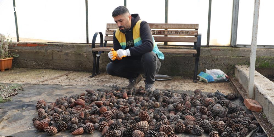 Doğada toplanan kozalaklardan fidan üretiliyor