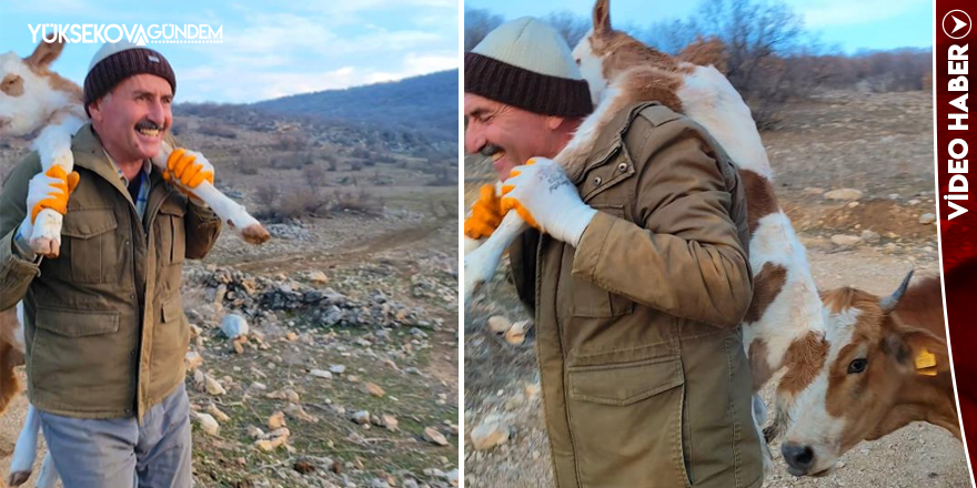 Dağda doğan buzağıyı 5 kilometre sırtında taşıdı