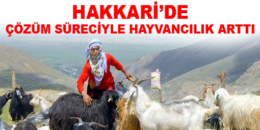 Çözüm süreciyle hayvancılık arttı