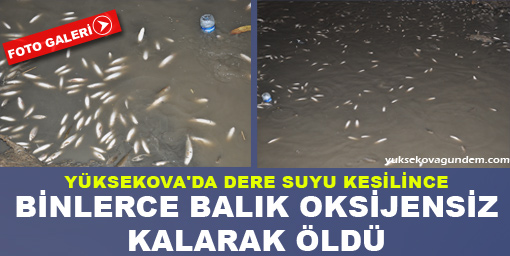 Binlerce Balık Oksijensiz Kalarak Öldü