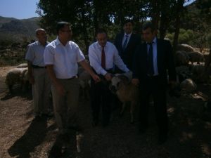 Hakkari'de Hayvancılık Gelişiyor