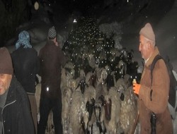 Hakkari'de 600 hayvan kurtarıldı