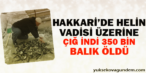 Çığ indi 350 bin balık öldü